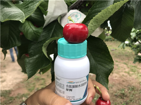 水溶肥，拉姆拉，翠姆