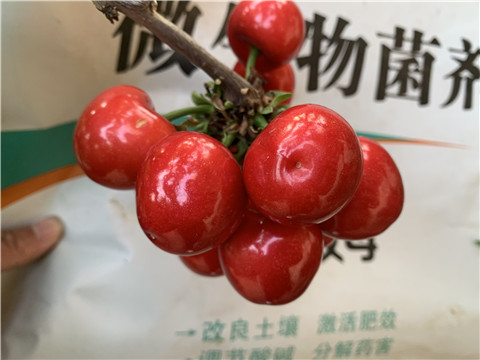 水溶肥，拉姆拉，翠姆