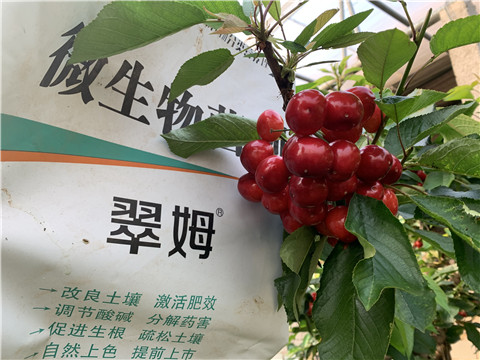 水溶肥，拉姆拉，翠姆