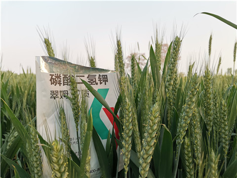 水溶肥，拉姆拉，翠姆