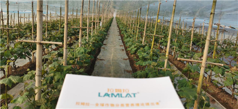 水溶肥，拉姆拉，翠姆