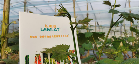 水溶肥，拉姆拉，翠姆