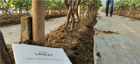 水溶肥，拉姆拉，翠姆