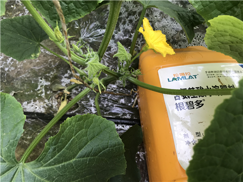 水溶肥，拉姆拉，翠姆