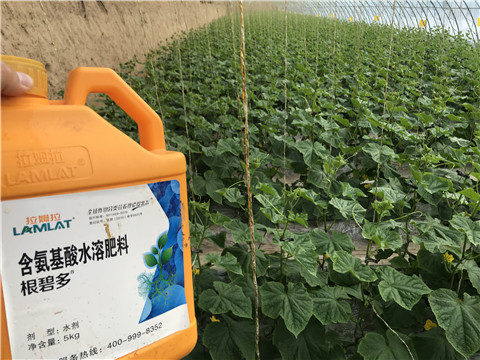 水溶肥，拉姆拉，翠姆