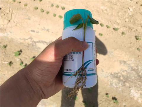 安碧解，拉姆拉，翠姆