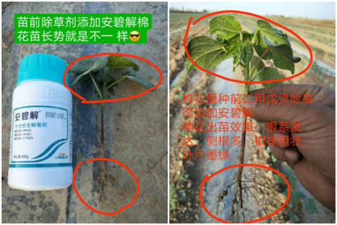 安碧解，拉姆拉，翠姆