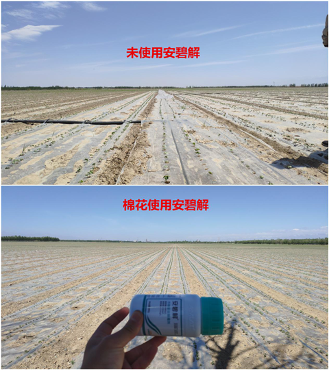 安碧解，拉姆拉，翠姆