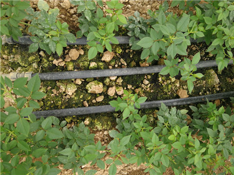 生根劑，拉姆拉，翠姆