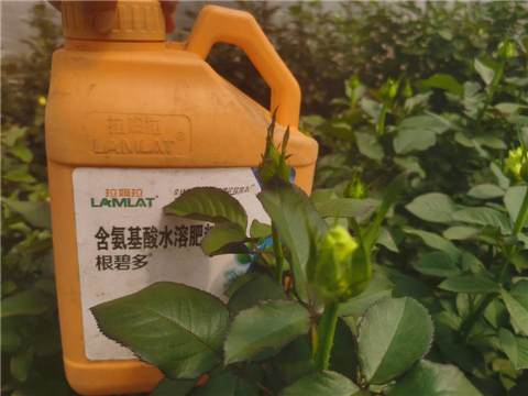 生根劑，拉姆拉，翠姆