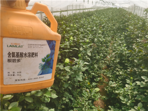 生根劑，拉姆拉，翠姆