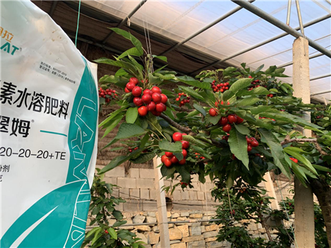 水溶肥，拉姆拉，翠姆