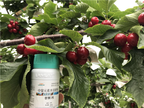 水溶肥，拉姆拉，翠姆