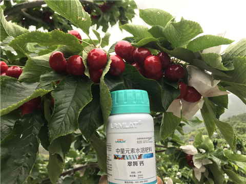 水溶肥，拉姆拉，翠姆