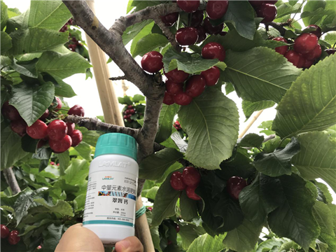 水溶肥，拉姆拉，翠姆