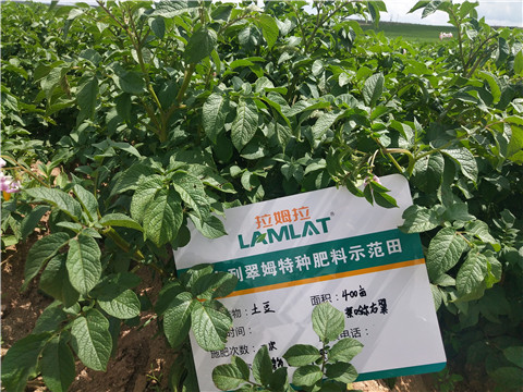 安碧解，拉姆拉，翠姆