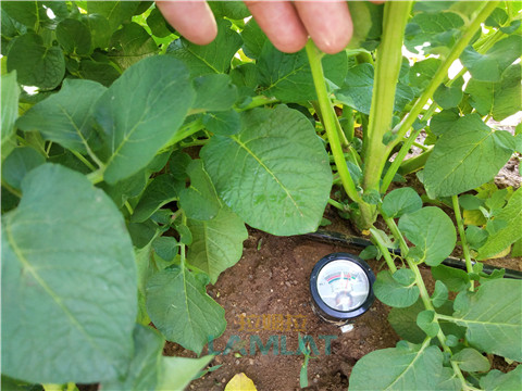 安碧解，拉姆拉，翠姆