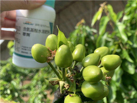 氨基酸水溶肥，拉姆拉，翠姆