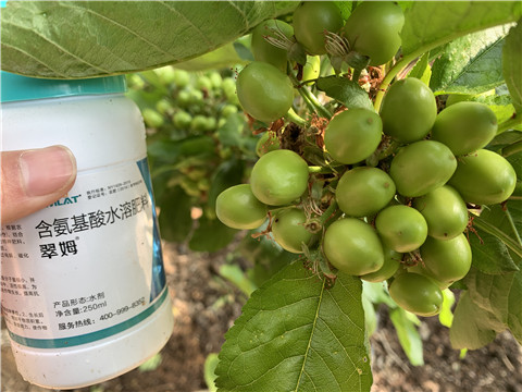 氨基酸水溶肥，拉姆拉，翠姆