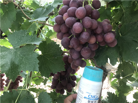 鈣肥，拉姆拉，翠姆