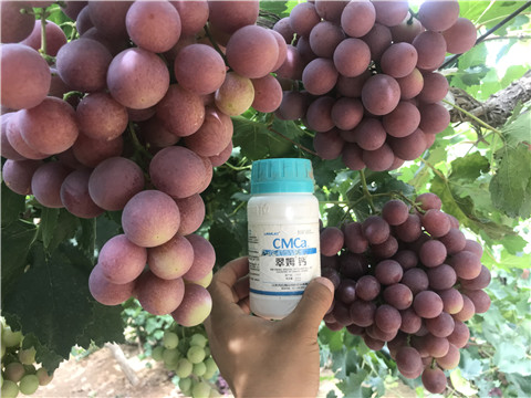 鈣肥，拉姆拉，翠姆