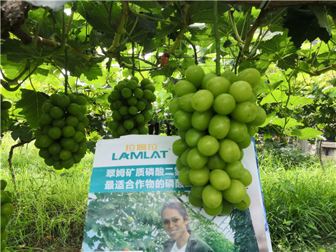 水溶肥，拉姆拉，翠姆