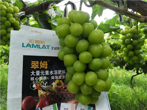 水溶肥，拉姆拉，翠姆