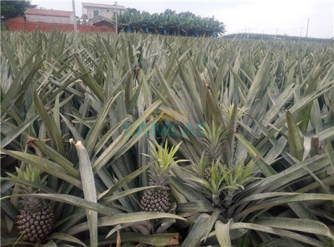 水溶肥，拉姆拉，翠姆