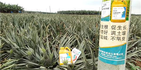 水溶肥，拉姆拉，翠姆