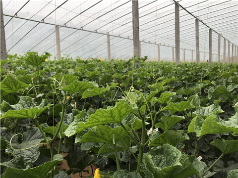 小分子有機(jī)碳，拉姆拉，翠姆