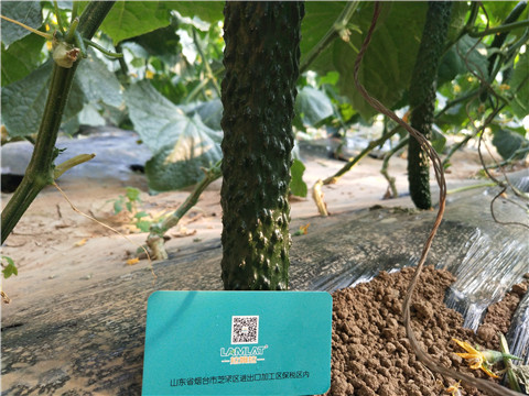 小分子有機(jī)碳，拉姆拉，翠姆