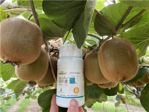 硼肥，拉姆拉，翠姆