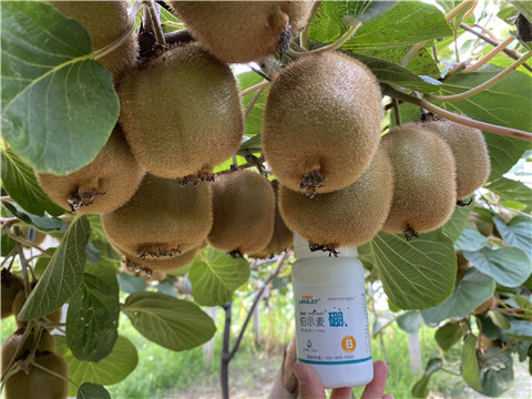 硼肥，拉姆拉，翠姆