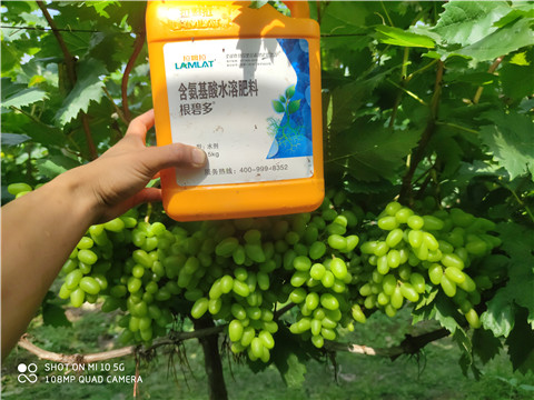 生根劑，拉姆拉，翠姆