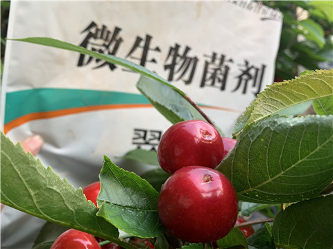 微生物菌劑，拉姆拉，翠姆