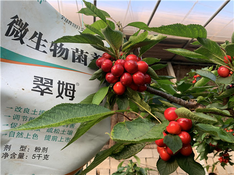 微生物菌劑，拉姆拉，翠姆