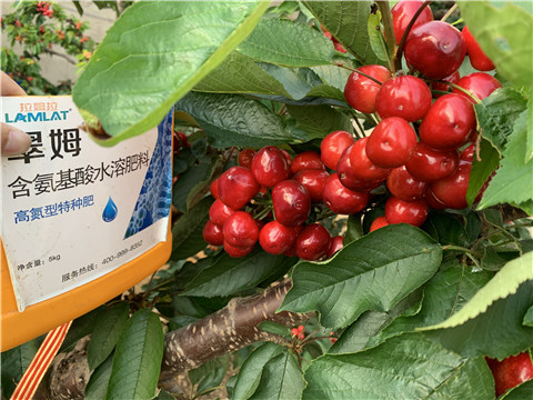 水溶肥，拉姆拉，翠姆