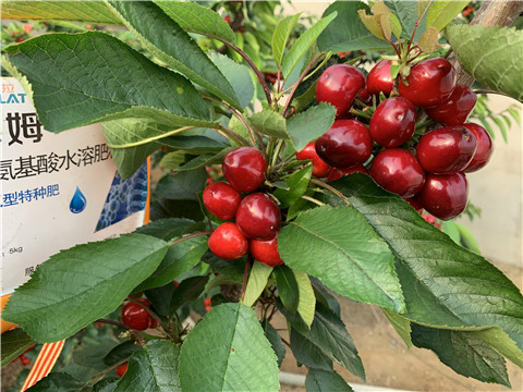 水溶肥，拉姆拉，翠姆