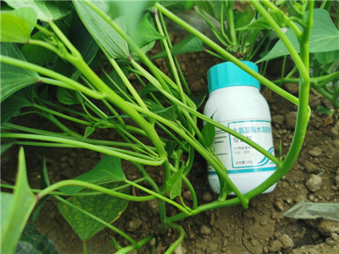 水溶肥，拉姆拉，翠姆