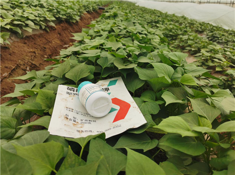 水溶肥，拉姆拉，翠姆