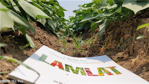 水溶肥，拉姆拉，翠姆