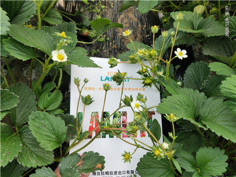 水溶肥，拉姆拉，翠姆