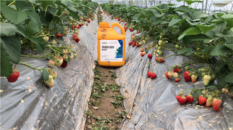 水溶肥，拉姆拉，翠姆