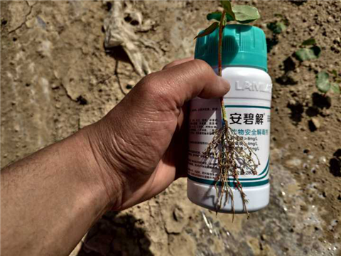 水溶肥，拉姆拉，翠姆