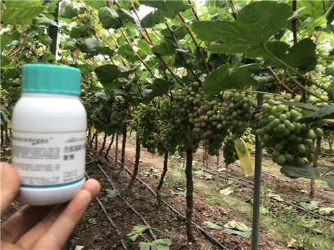 水溶肥，拉姆拉，翠姆