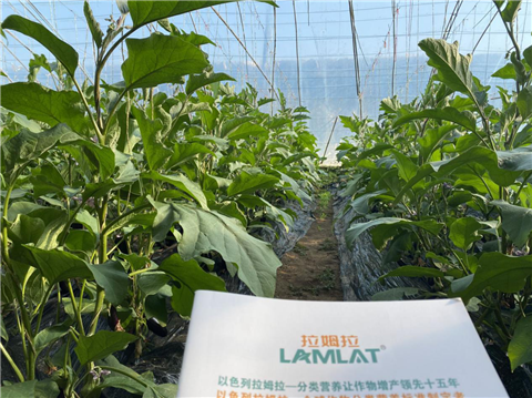 水溶肥，拉姆拉，翠姆