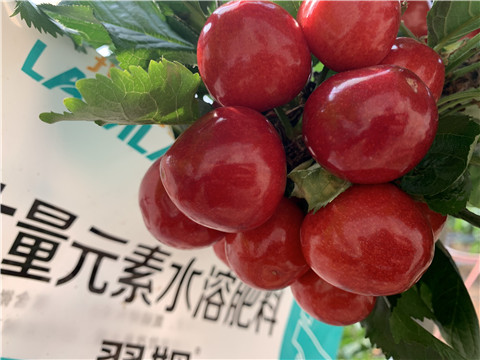 大量元素水溶肥，拉姆拉，翠姆