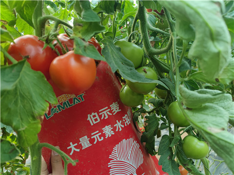 水溶肥，拉姆拉，伯示麥