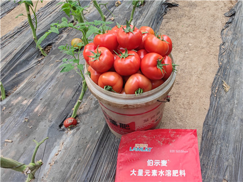 水溶肥，拉姆拉，伯示麥