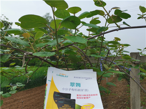 小分子有機碳，拉姆拉，翠姆